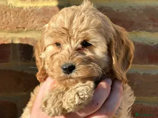 Cocker Spaniel dogs Cockapoo Puppies - Advert 4