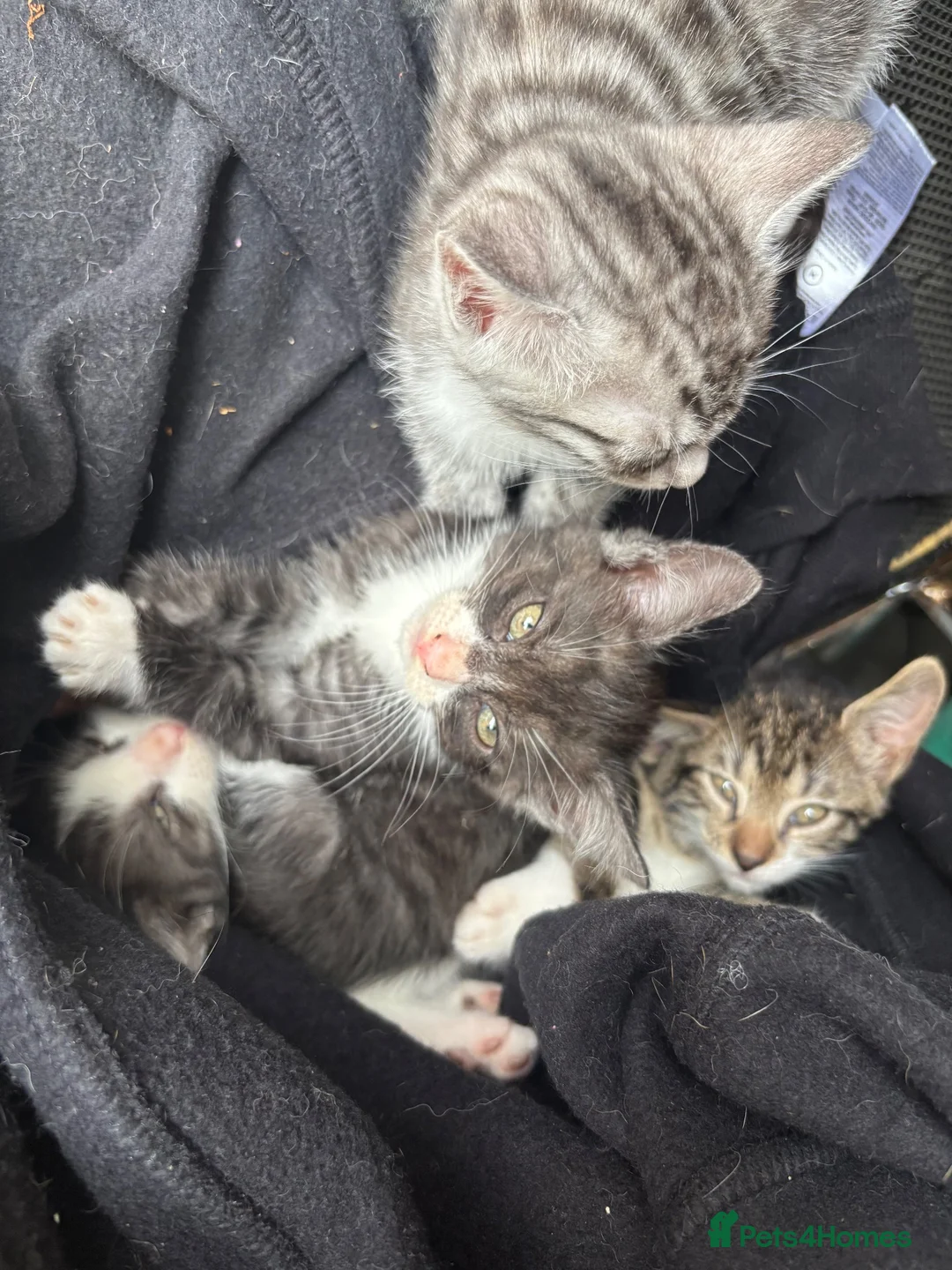 Mixed Breed cats for sale: bengal x kittens - Advert 2