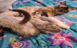 Ragdoll cats for sale: Pure ragdolls kittens  - Image 2
