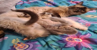 Ragdoll cats - Advert 6