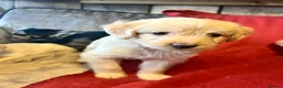 Labradoodle dogs for sale: Toy Labradoodle Puppies - Ready Now!  - Advert 9