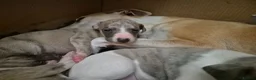 Whippet dogs for sale: Beautiful Whippet puppy's for sale - Advert 8