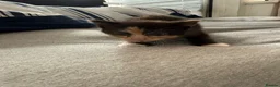 American Shorthair cats for sale: Gorgeous kittens for sale - Advert 3
