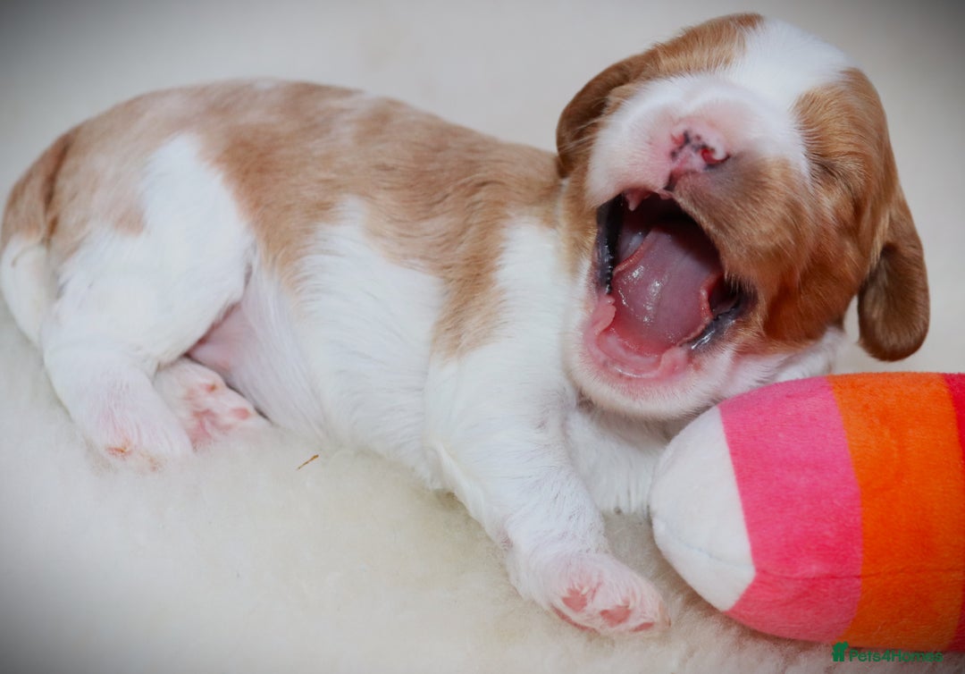 Cavalier King Charles Spaniel dogs for sale: 🌟Rare F1b Reverse Cavapoo(3/4 Cavalier1/4 Poodle) - Image 26