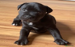 Staffordshire Bull Terrier dogs for sale: Staffy pups looking for their forever homes 🏡  - Image 14