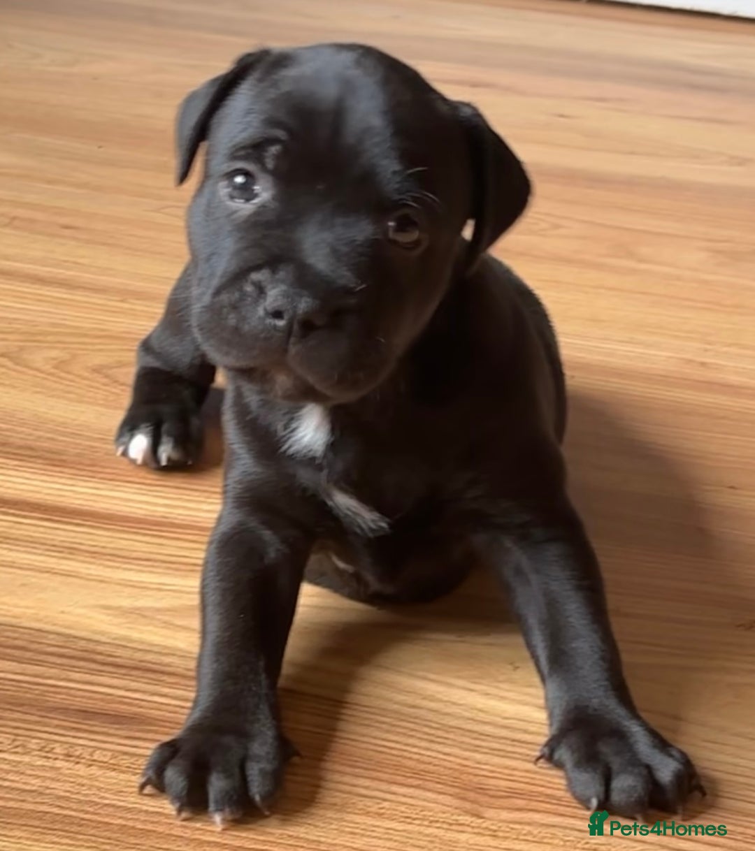 Staffordshire Bull Terrier dogs for sale: Staffy pups looking for their forever homes 🏡  - Image 14
