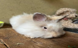 Lionhead rabbits for sale: Double main male lion head - Image 10