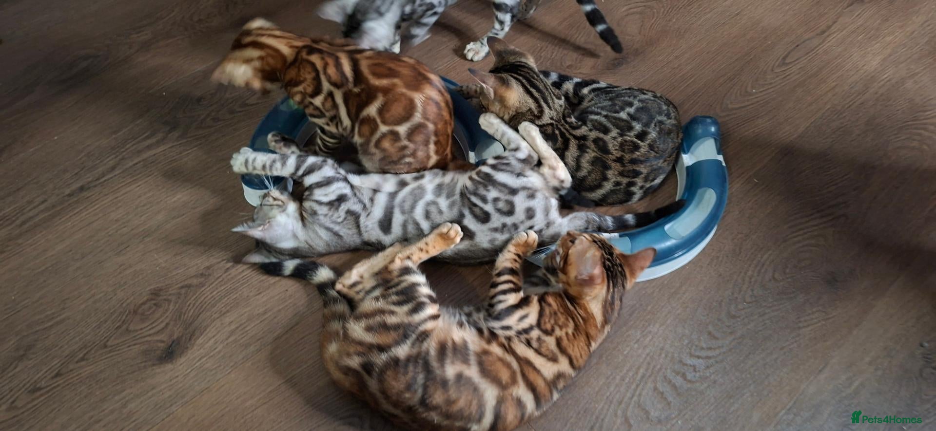 Bengal cats Stunning Bengal Kittens  - Advert 6