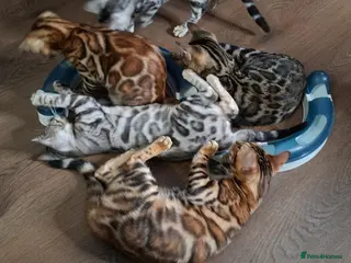 Bengal cats Stunning Bengal Kittens - Advert 6
