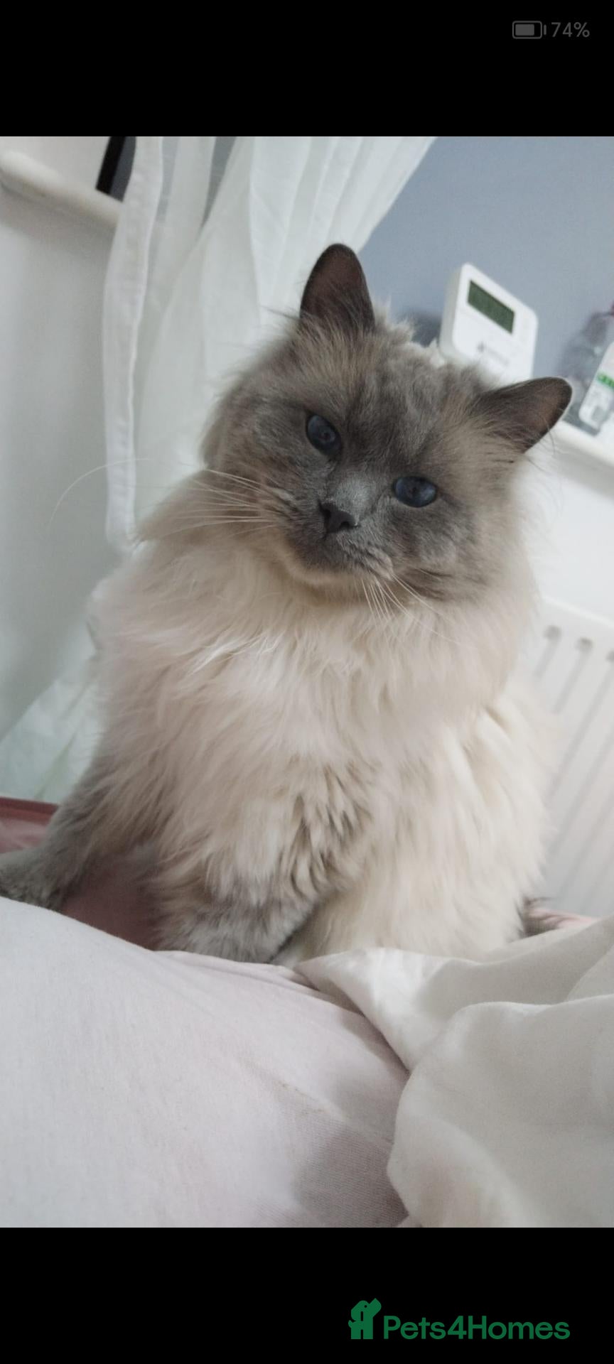 Ragdoll cats Ragdoll girl 💕 boy💙  - Advert 5