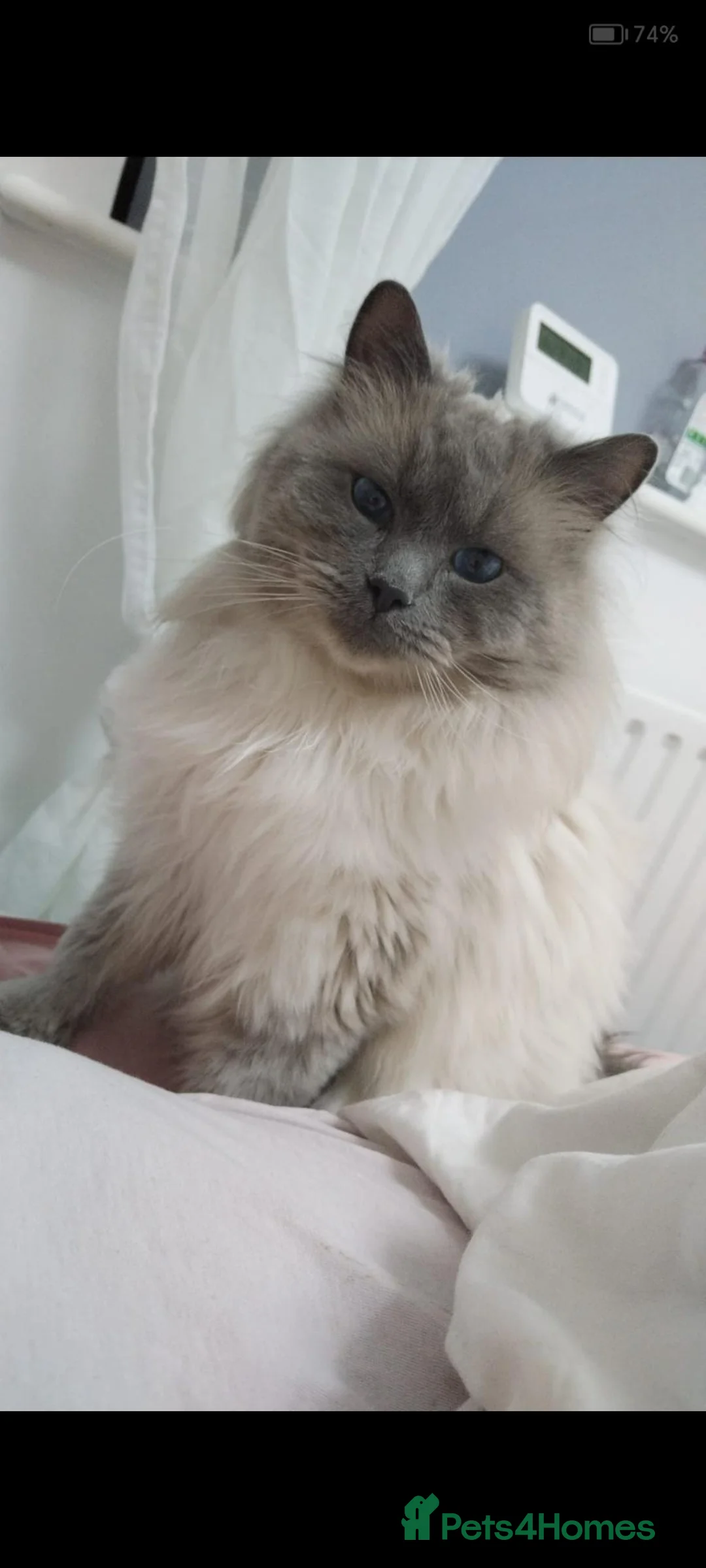 Ragdoll cats for sale: Ragdoll girl 💕 boy💙  - Advert 1