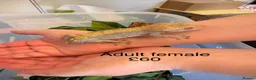 Gecko reptiles for sale: Crested Geckos various  in Burgess Hill - Advert 5