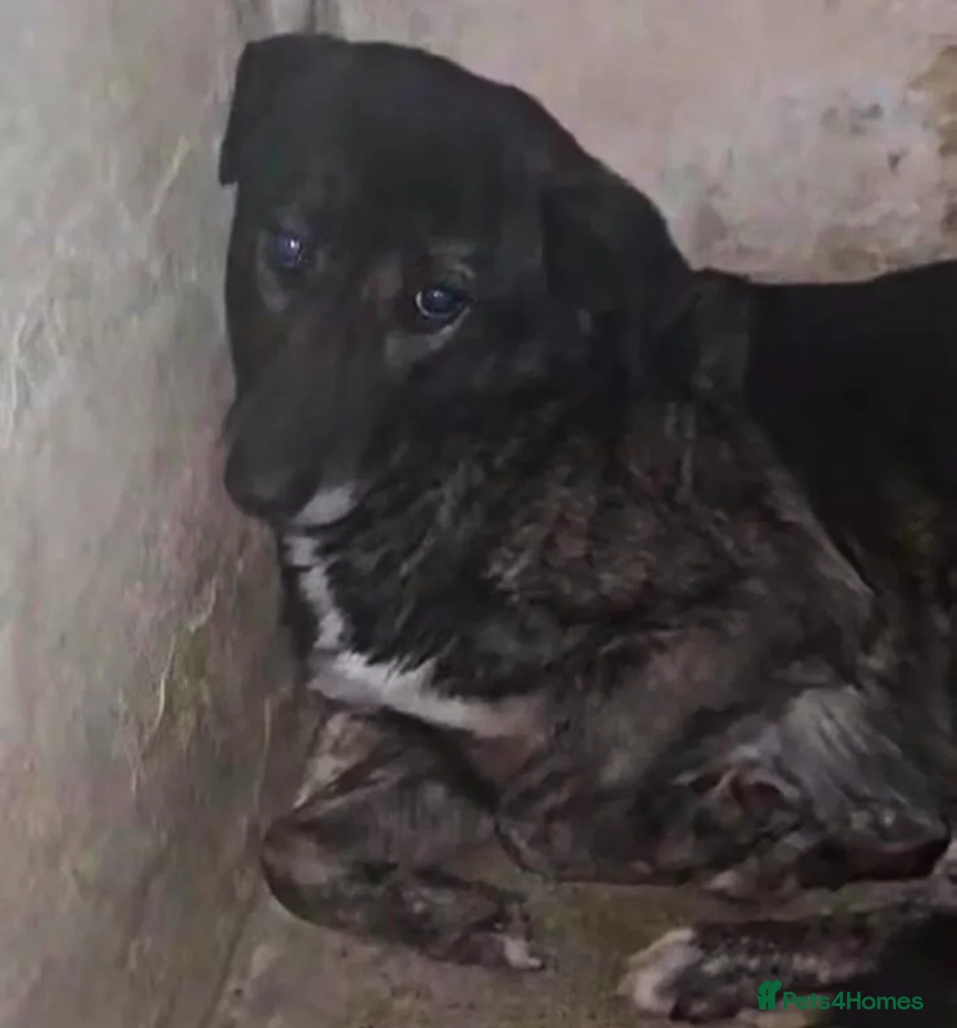 Mixed Breed dogs for adoption: Beauty - Advert 3