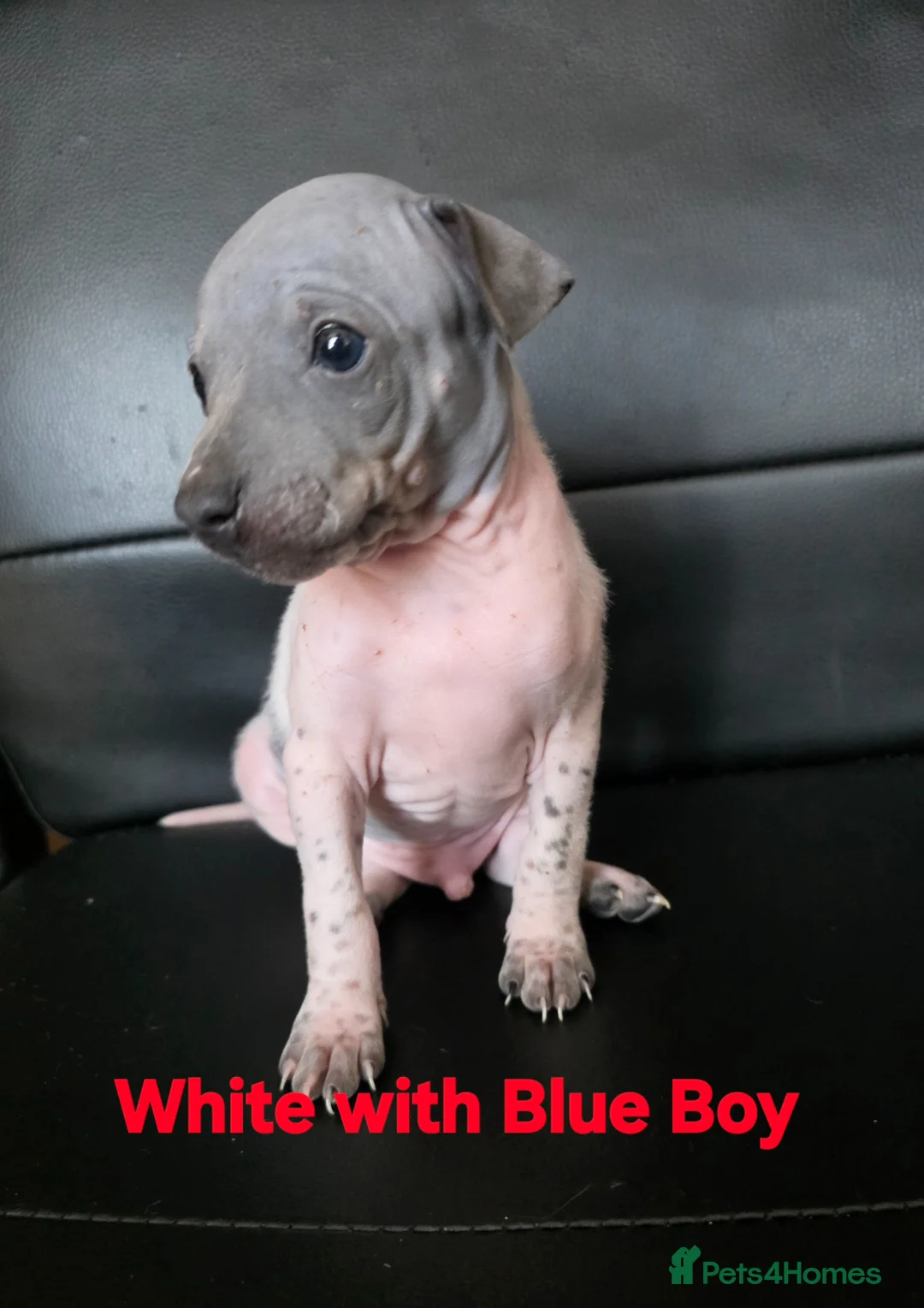 Mixed Breed dogs for sale: American Hairless Terrier Puppies  - Advert 17