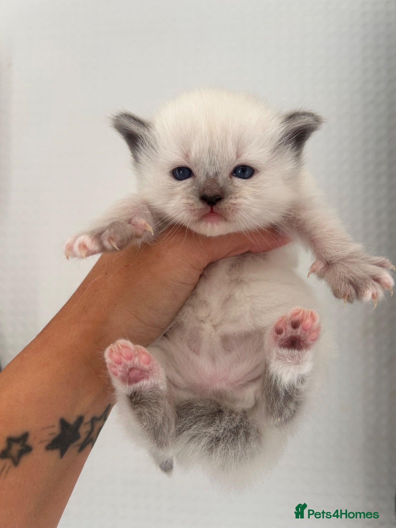 Ragdoll cats Ragdoll kittens for reservation 🫶 - Advert 2