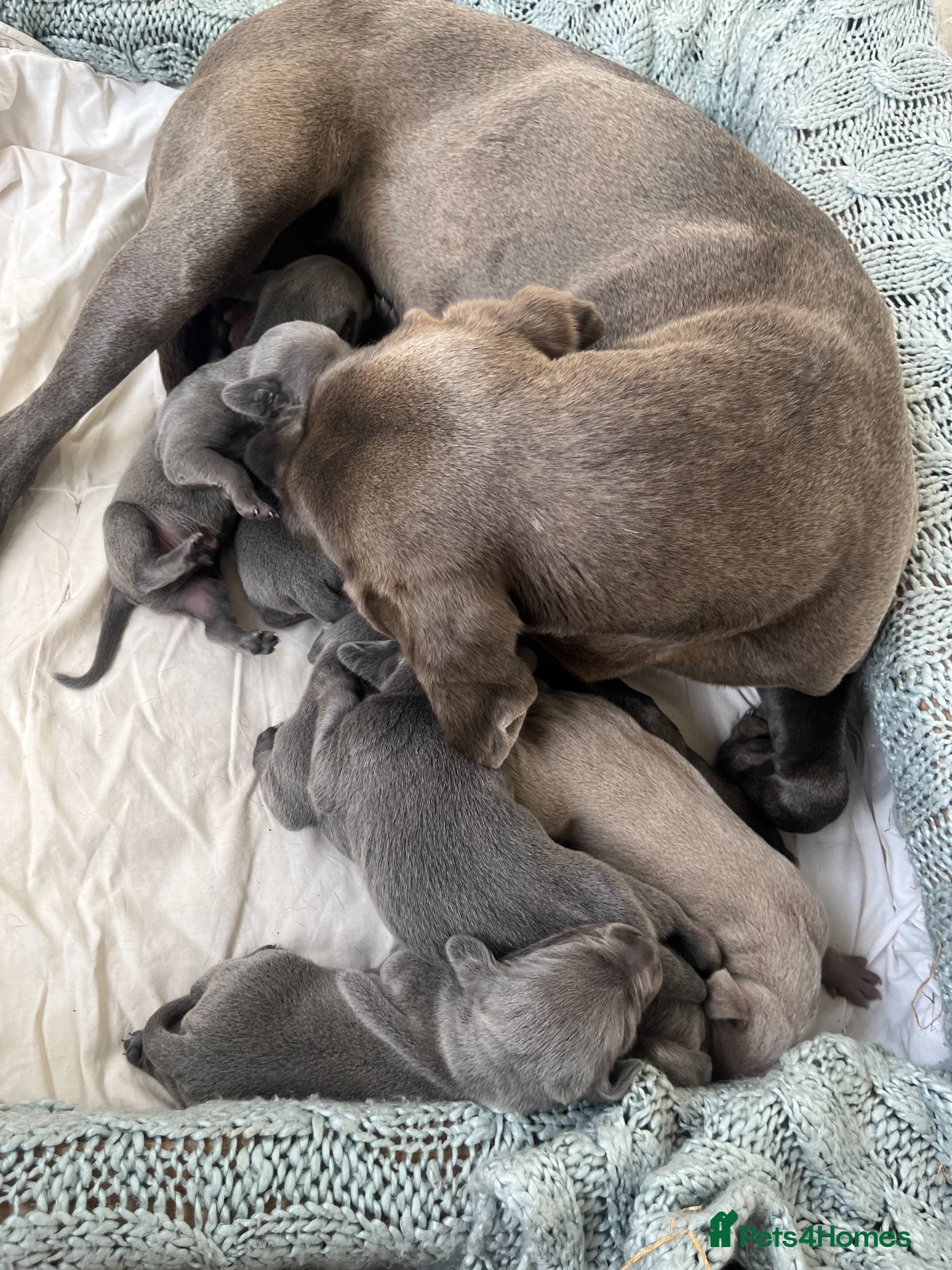 Weimaraner dogs for sale: BLUE and SILVER Purebred pups from KC reg Weims - Advert 7