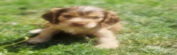 Cocker Spaniel dogs for sale: !!KC Registered Beautiful show Cocker Spaniels!!!  - Advert 27