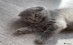 Scottish Fold cats for sale: Scottish Fold Kittens - Image 3