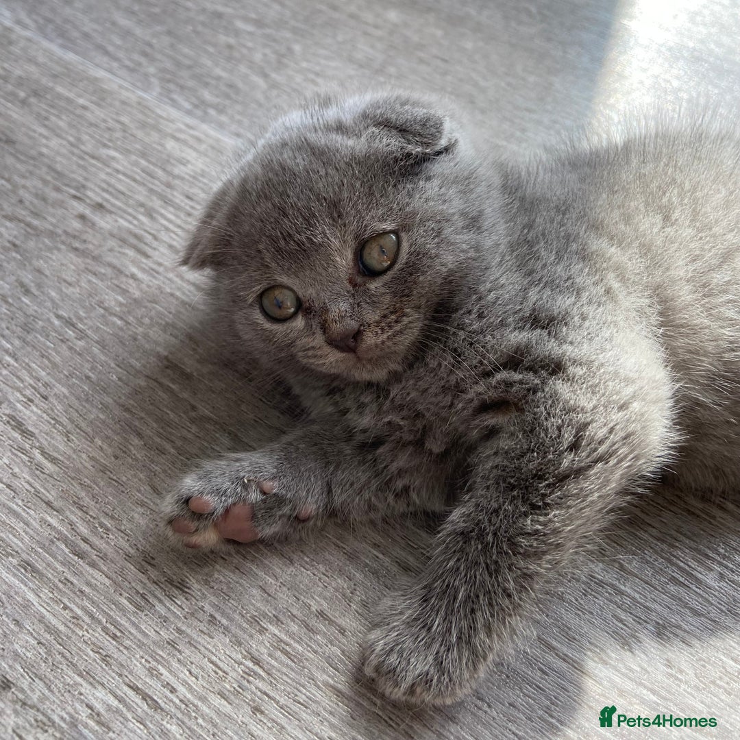 Scottish Fold cats for sale: Scottish Fold Kittens - Image 3
