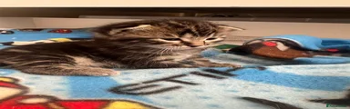 Mixed Breed Kitten 1