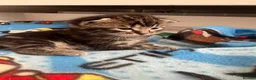Mixed Breed cats for sale: Mixed bengal kittens  - Advert 7