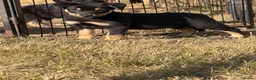 Australian Kelpie dogs for sale: Pure Bred Kelpie pups - Advert 12