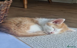 British Shorthair cats for sale: Six Gorgeous Kittens Available From Next Week - Image 28