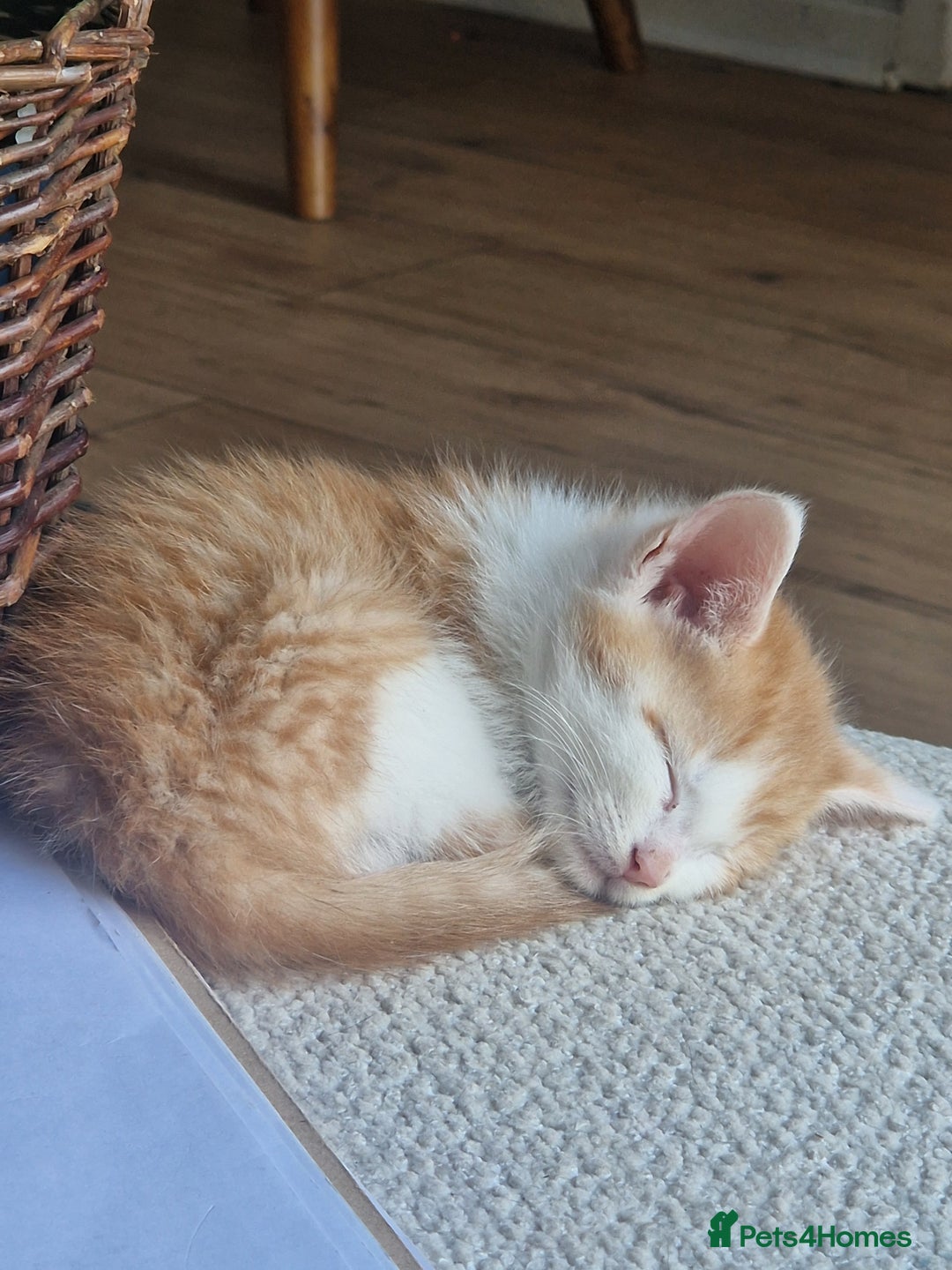 British Shorthair cats for sale: Six Gorgeous Kittens Available From Next Week - Image 28