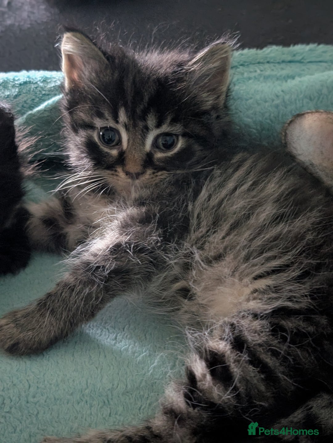 Mixed Breed cats for sale: Spynx X maincoon  - Image 14