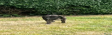 Lurcher 6