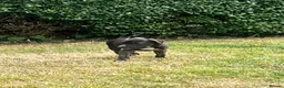 Lurcher dogs for sale: Bedlington collie lurchers  - Advert 3