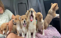 Mixed Breed dogs for sale: Corgi cross puppies - Image 5