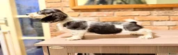 Miniature Dachshund dogs for sale: Forever Home Wanted - Advert 3