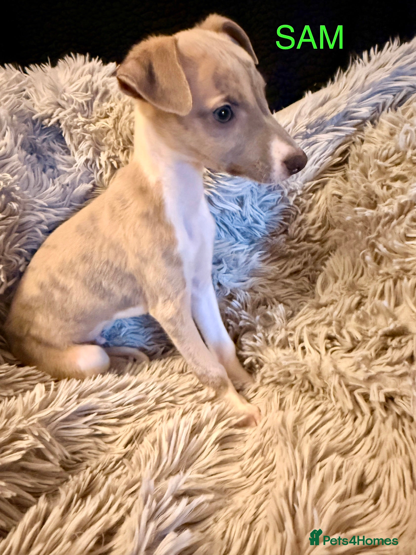 Whippet dogs ✨KC Whippet Pups, Now Ready For Their New Homes ✨ - Advert 1