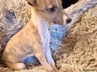 Whippet dogs ✨KC Whippet Pups, Now Ready For Their New Homes ✨ - Advert 6
