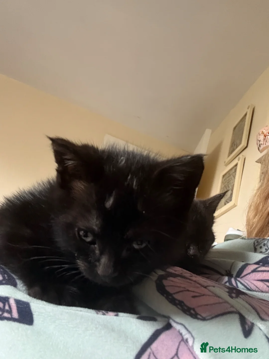 Mixed Breed cats for sale: Little black kitty’s - Advert 2