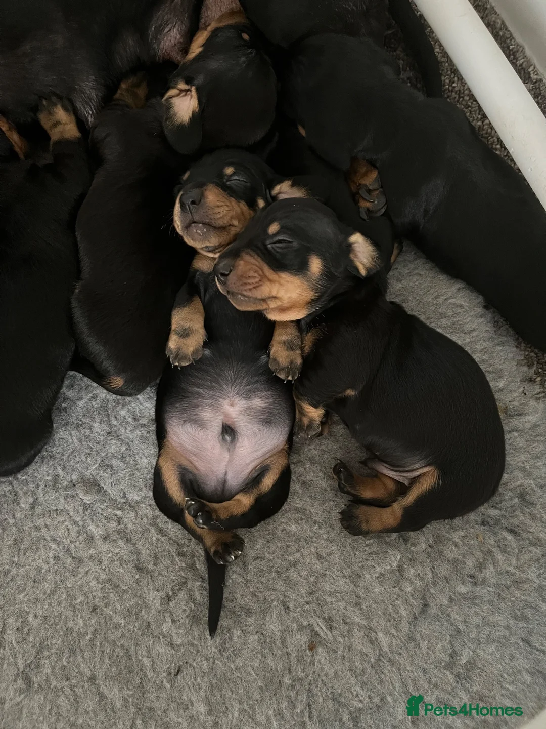 Miniature Dachshund dogs for sale: Miniature Dachshund Puppies - Advert 1