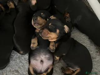 Miniature Dachshund dogs Miniature Dachshund Puppies - Advert 1