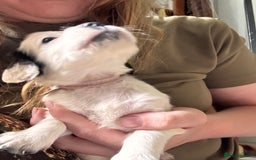 Cocker Spaniel dogs for sale: Gamekeeper bred cockers  - Image 3