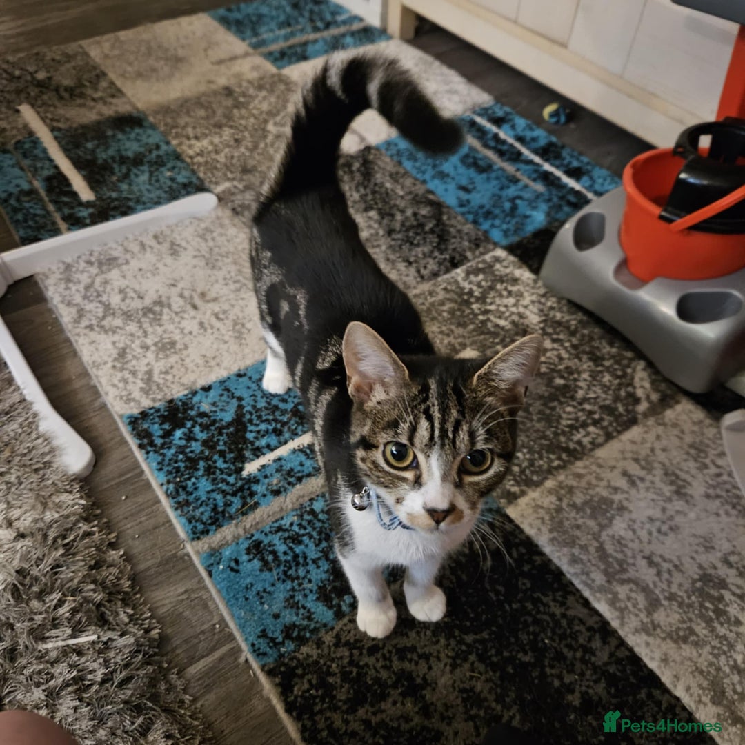 Domestic Shorthair cats for sale: Loving female kitten for sale - Image 4