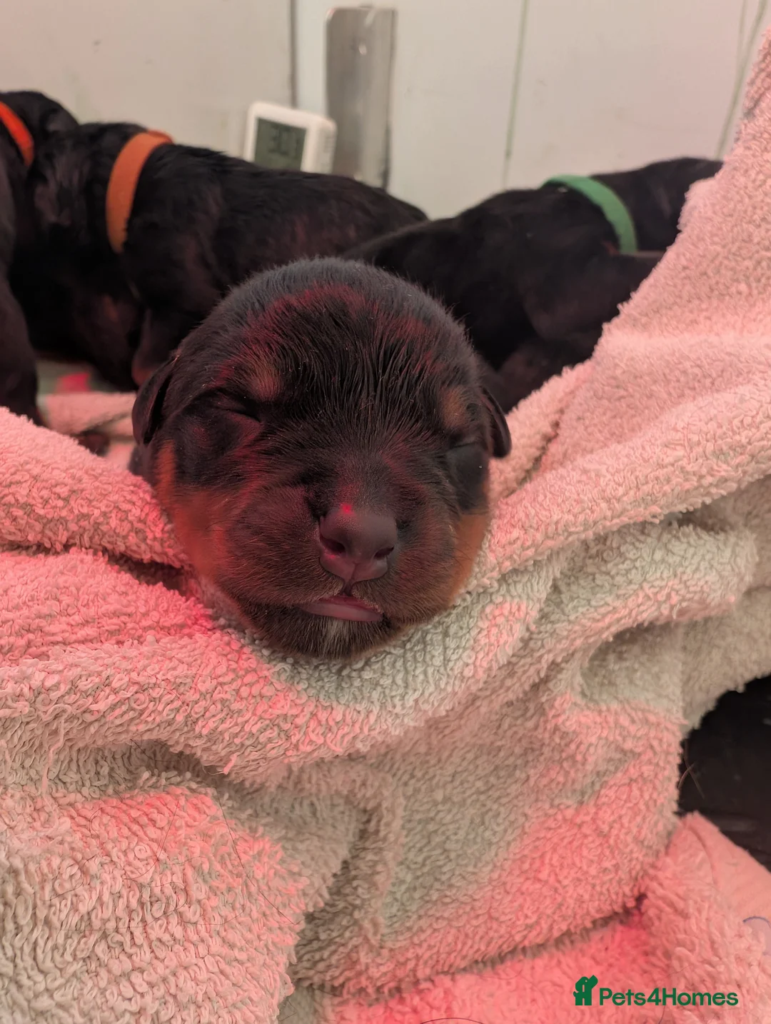 Rottweiler dogs for sale: RKC Rottweiler puppies  - Advert 1