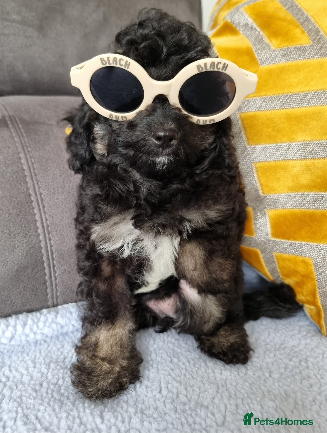Cockapoo dogs for sale: Fully Vaccinated, Adorable small Cockapoo puppies - Image 34