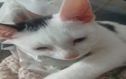 Domestic Shorthair cats for sale: 🐾 9 Beautiful Kittens - Image 7