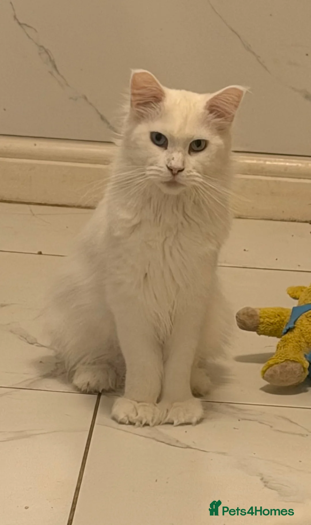 Maine Coon cats for sale: White Polydactyl Female Kitten – Maine Coon Type  - Advert 2
