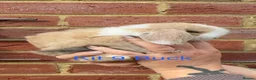 Mini Lop rabbits for sale: Purebred Mini Lops - Advert 21