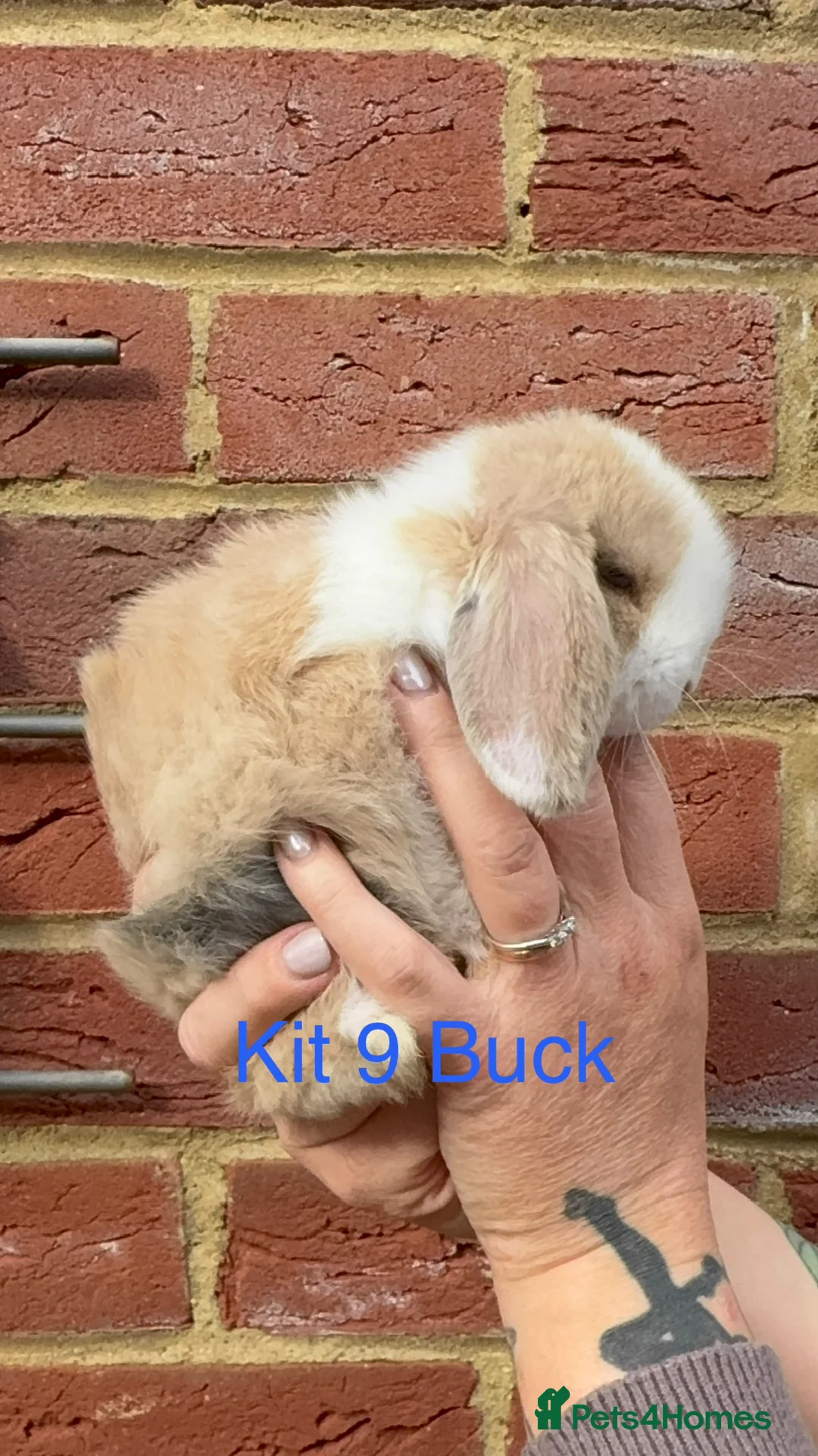 Mini Lop rabbits for sale: Purebred Mini Lops - Advert 21