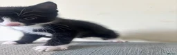 Mixed Breed cats for sale: Gorgeous Little Tuxedo Boy – Last One Remaining! in Saltburn-by-the-Sea - Advert 3