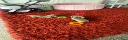 Miniature Dachshund dogs for sale: Miniature dachshund  - Advert 6