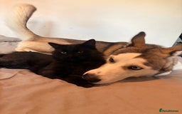 Siberian Husky dogs for sale: ASAP beautiful husky/malamute boy - Image 11