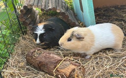 Guinea Pig rodents for sale: Guinea pigs bubble and squeak  - Image 1